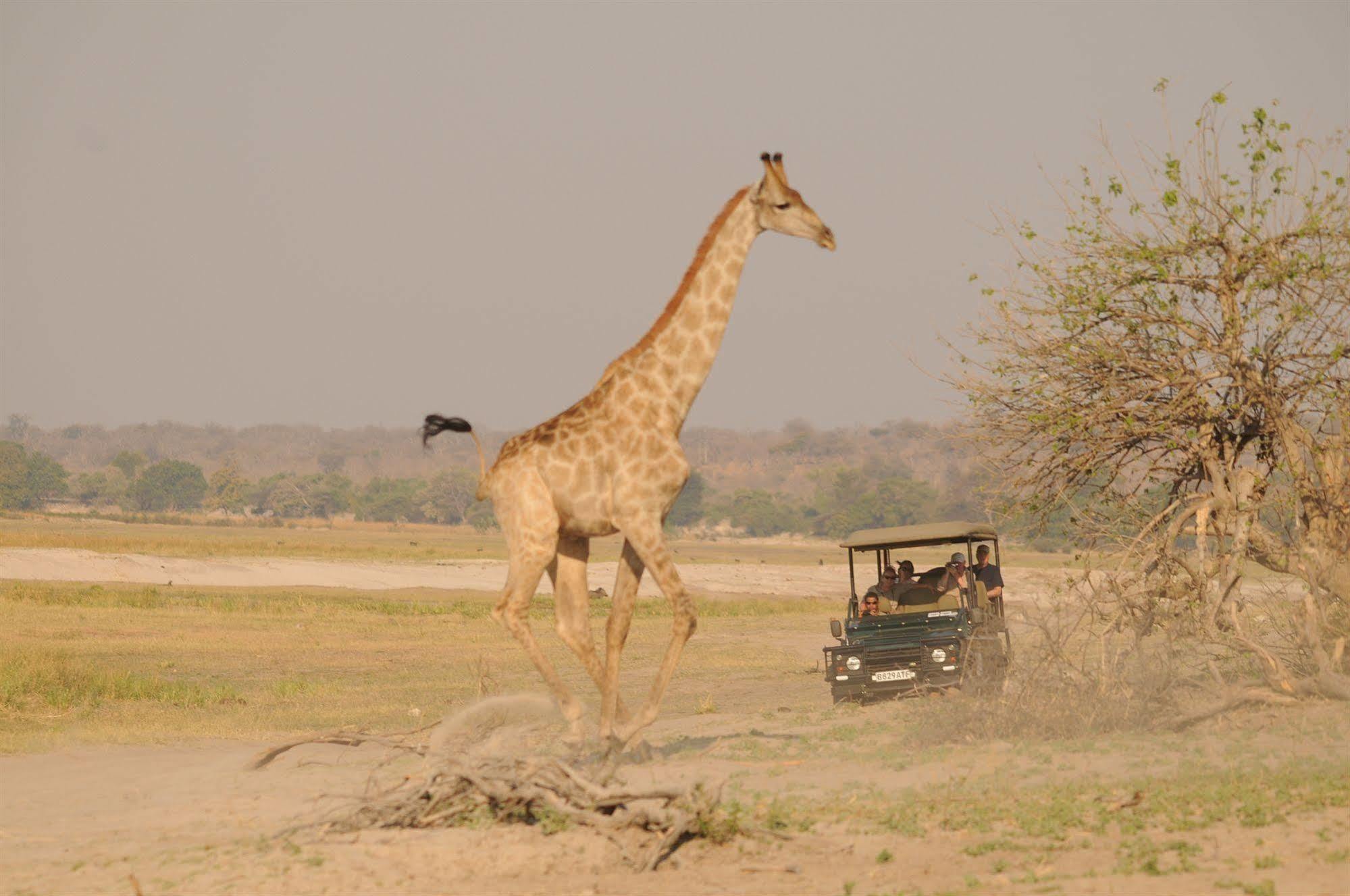 Ngoma Safari Lodge Kavimba Εξωτερικό φωτογραφία
