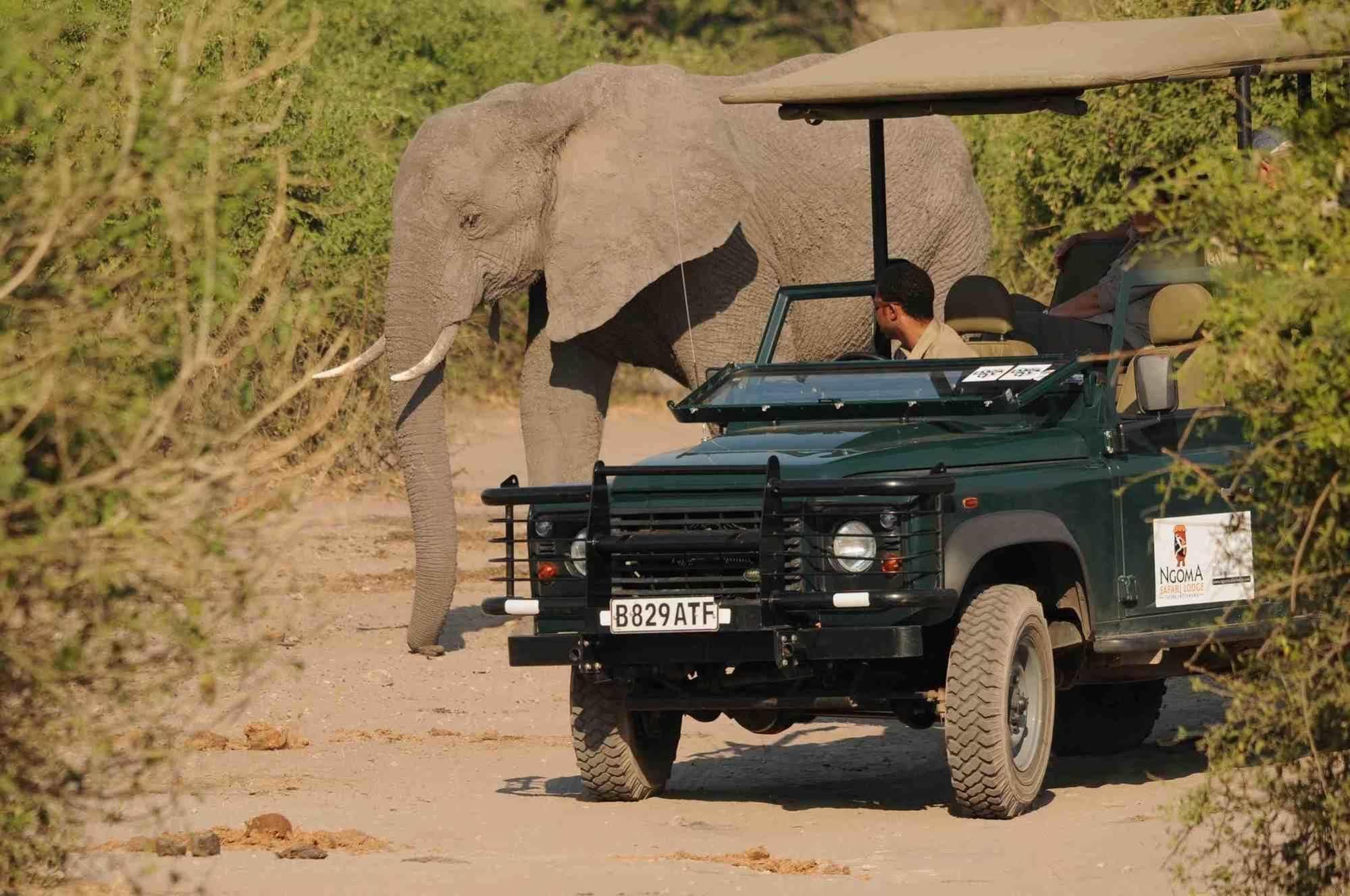 Ngoma Safari Lodge Kavimba Εξωτερικό φωτογραφία